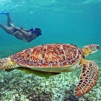 Tortugas Akumal y Cenote con CitaTours