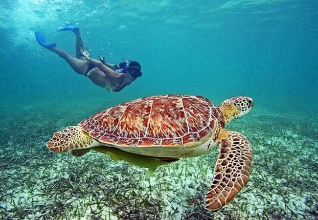Tulum y Experiencia Tortugas Akumal - Imagen 14