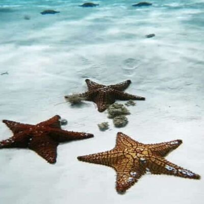 El Cielo Snorkel Cozumel